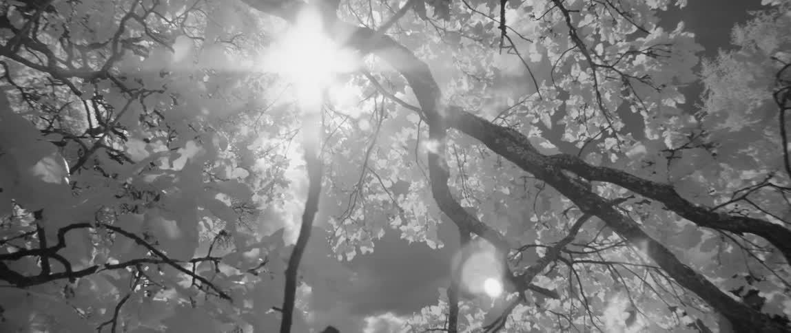 The sun is peeking into the forest from above