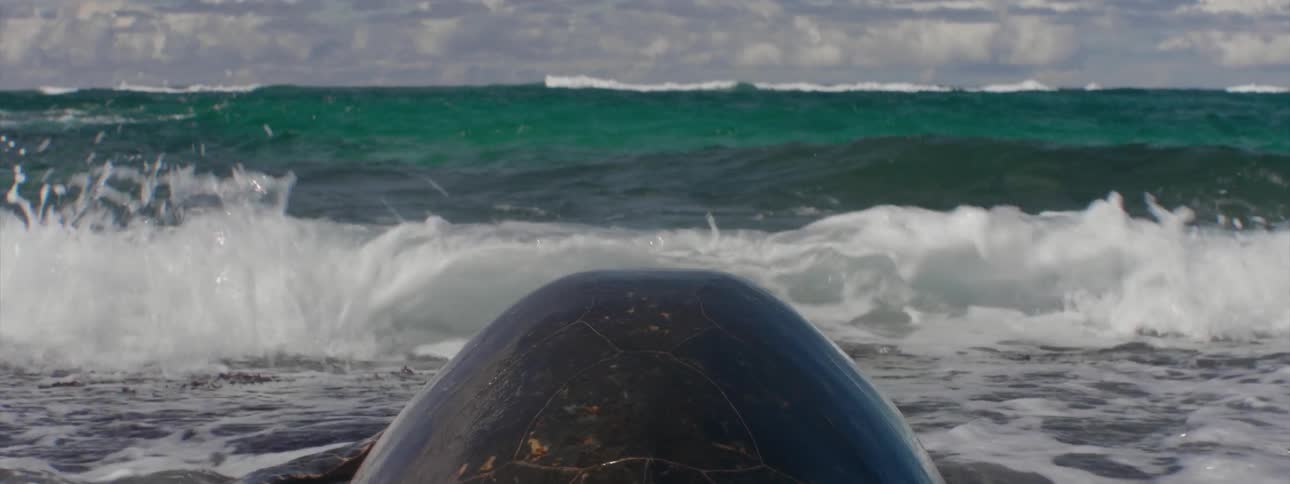 The waves are crashing on a turtle by the shore