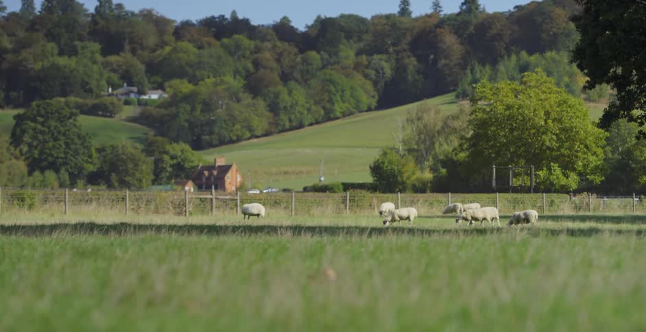 Sheep graze in a field
