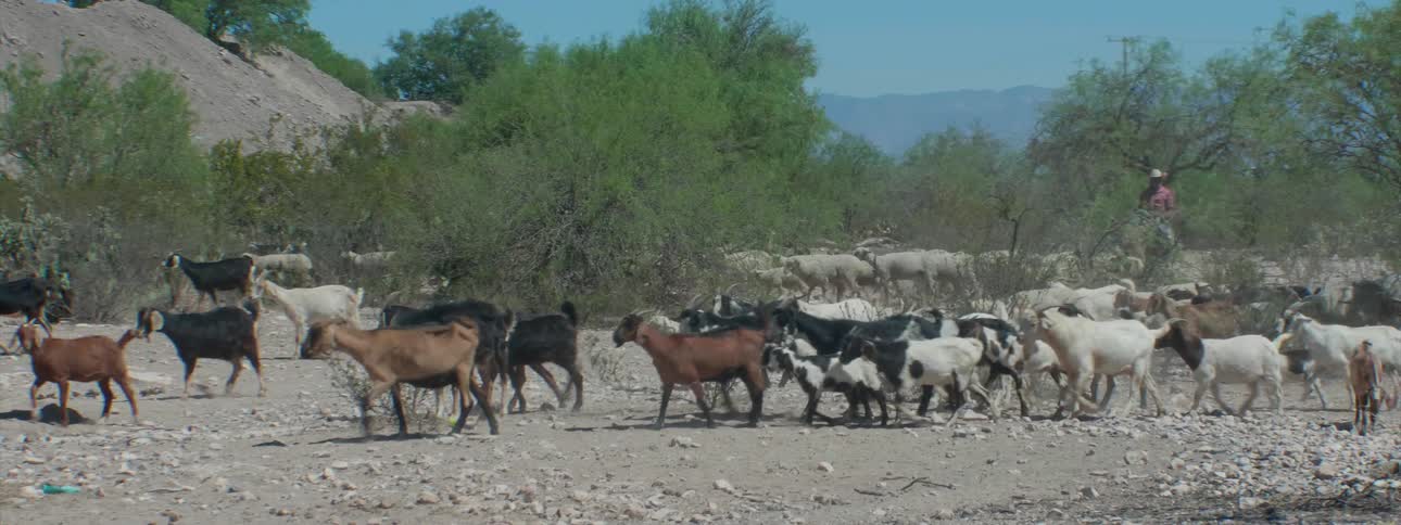 Herd of goats walk across stony dirt land