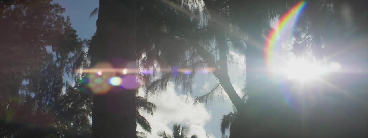 Sun shining through some trees on a cloudy day