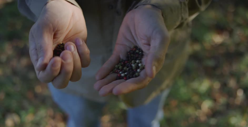 A person holds groups of seeds in their hands