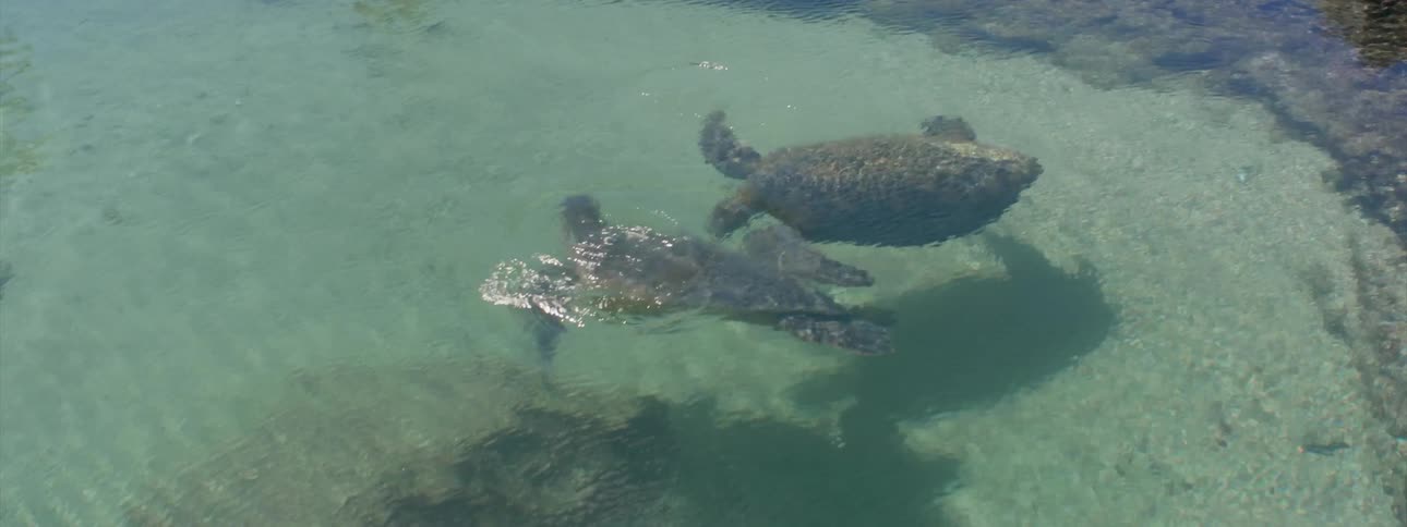 Turtles swim in the sea