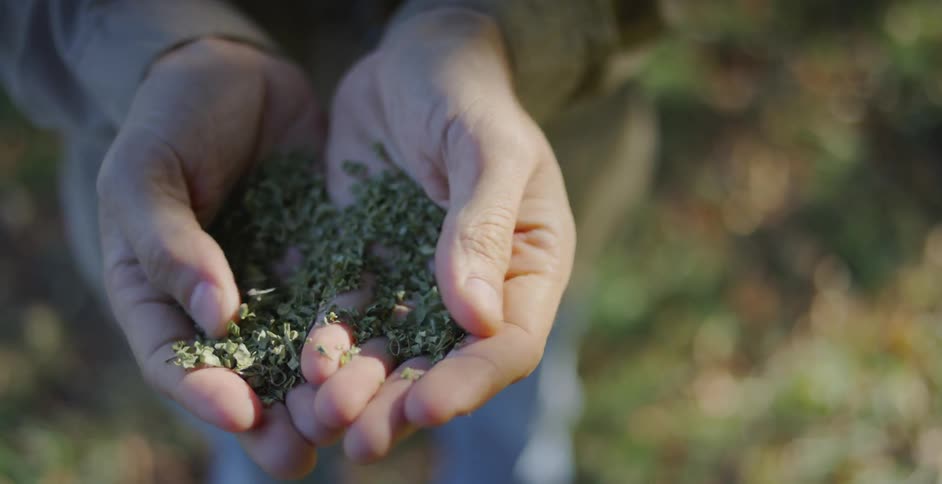 A man holds green plant fibers in his hand