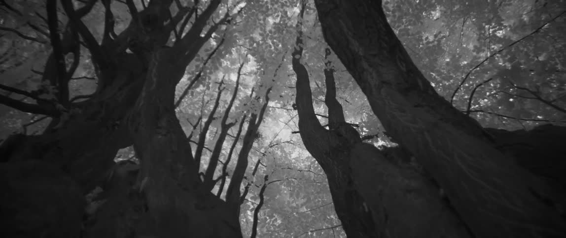Tall trees tower overhead