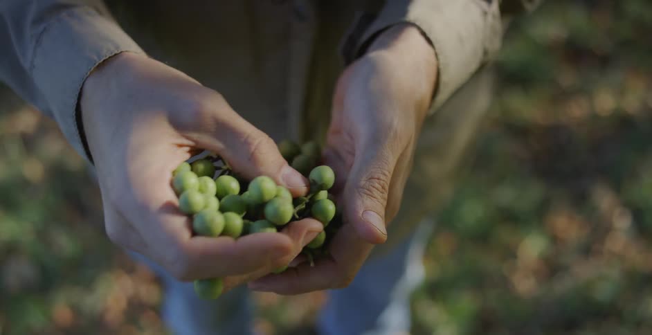 A man holds green grapes in his hands