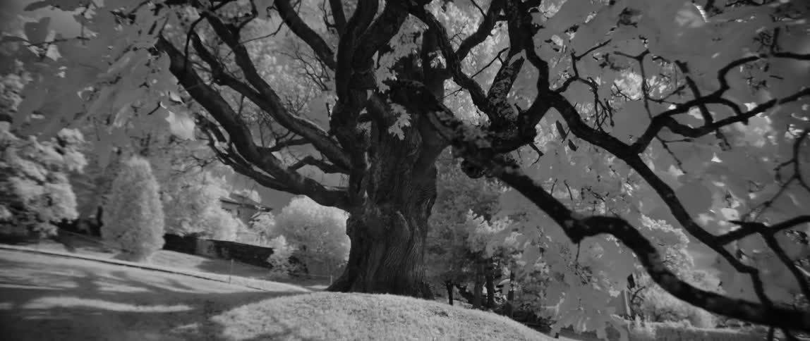 Branches of a large tree spread out over the grass