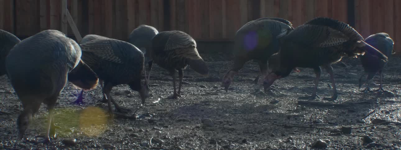 The birds are eating in the yard