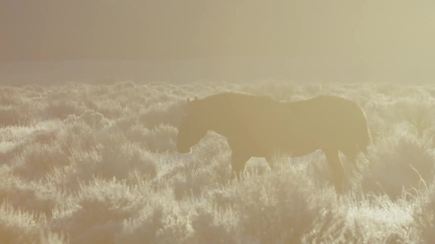 A horse walks in the grass on a sunny day