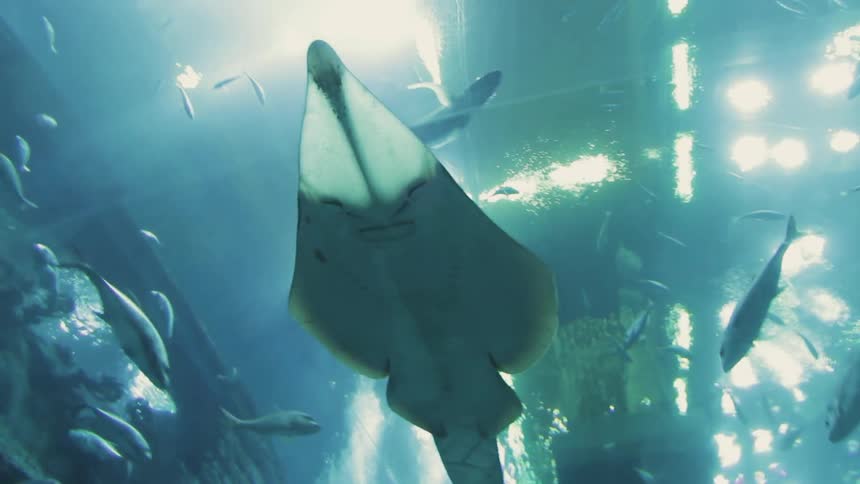 Aquatic life swimming in an aquarium