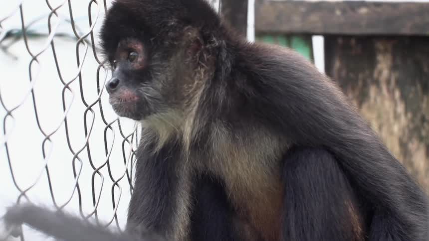 A small monkey looks through a chain link fence