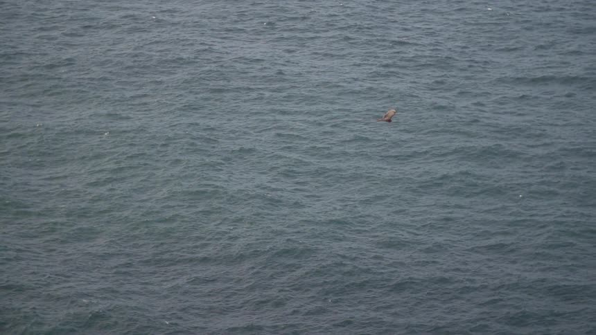 Aerial view of a bird flying above the ocean