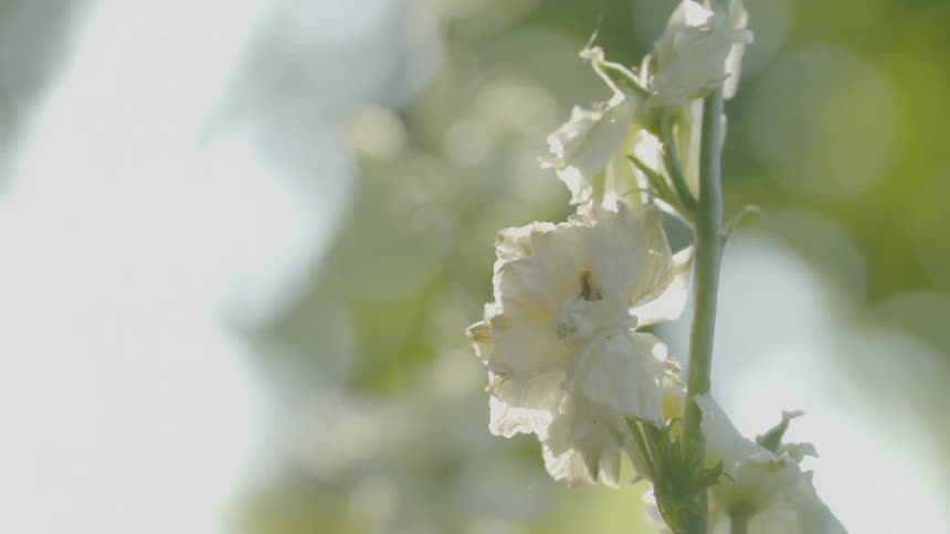 The white flower hangs from the branch