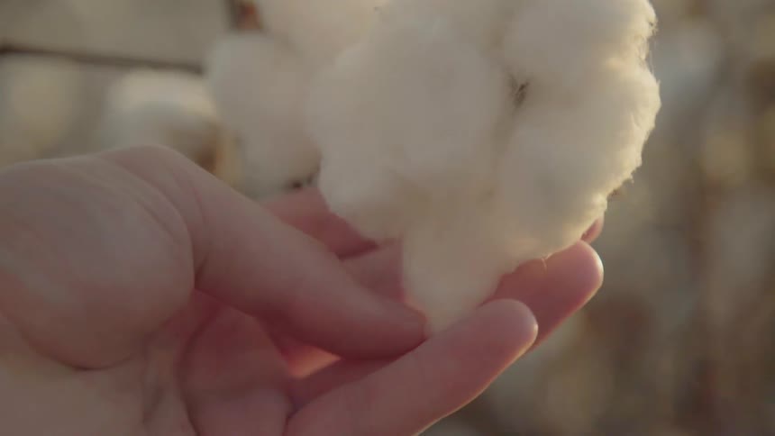 A person examines some cotton on the branch