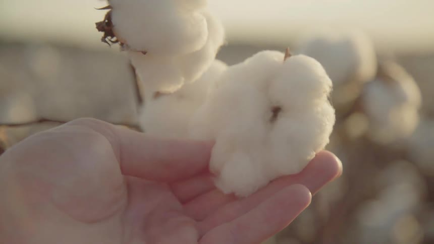 A person touches a ripe cotton plant on a sunny day