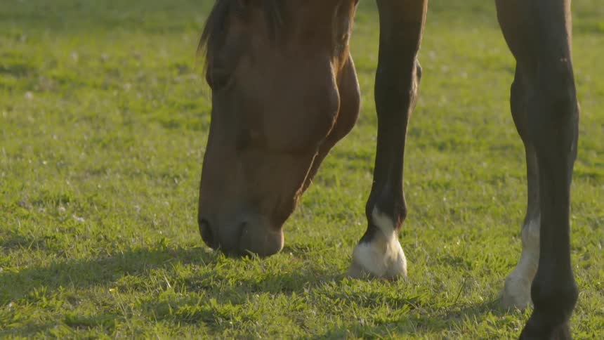 A horse is grazing on grass on a sunny day
