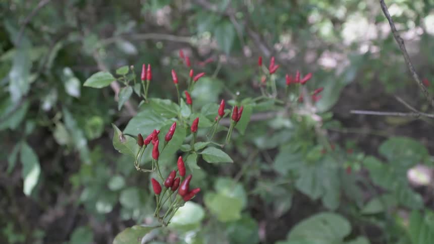 Red berries are growing on a bush