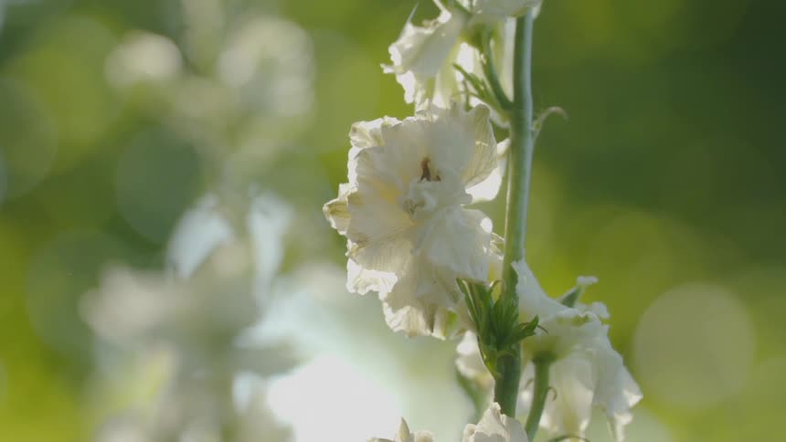 The white flower hangs in the sunshine