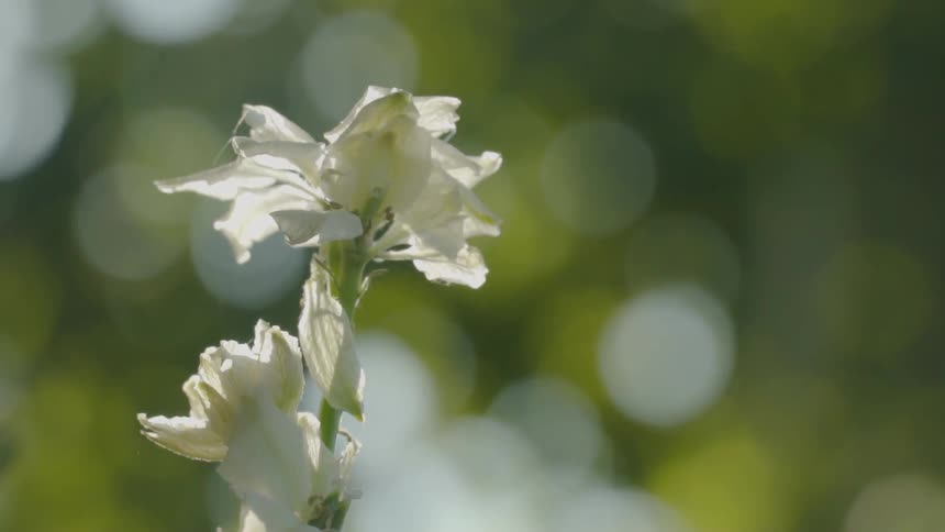 White flowers blow gently in the breeze