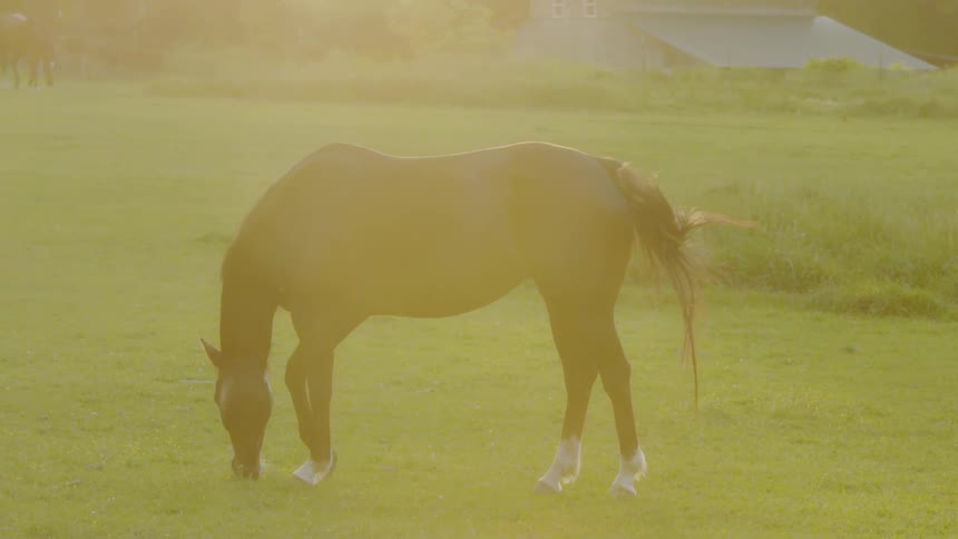 Horse grazes in a field under a bright sun