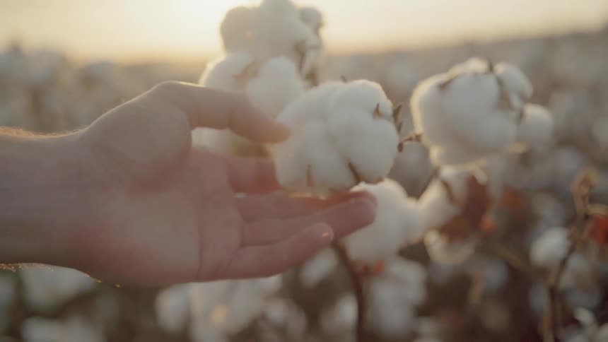 Hand touches fluffy white flowers