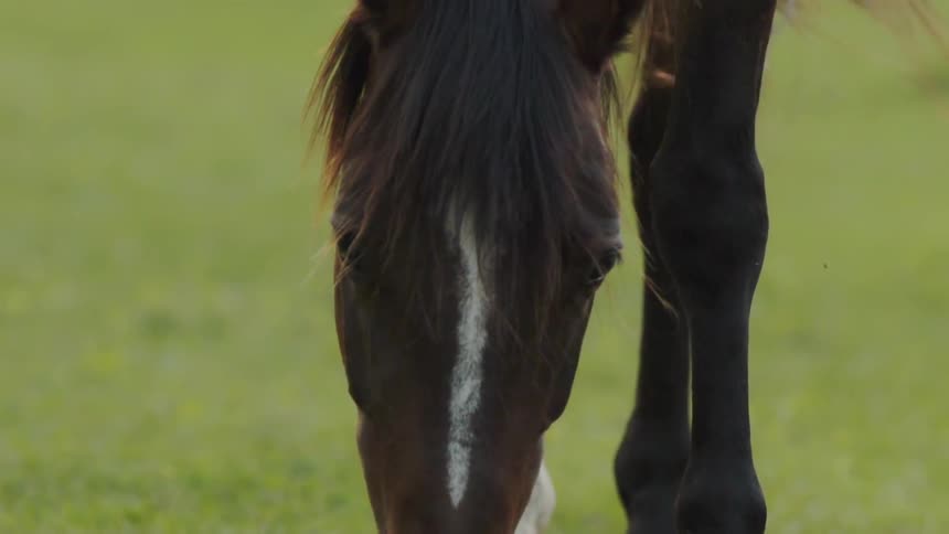 A horse eats grass in a field
