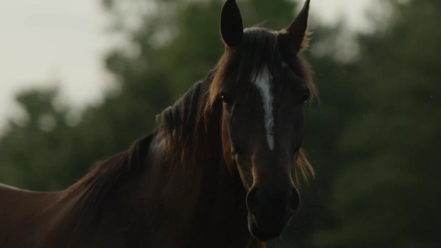 A horse chews as it looks forward