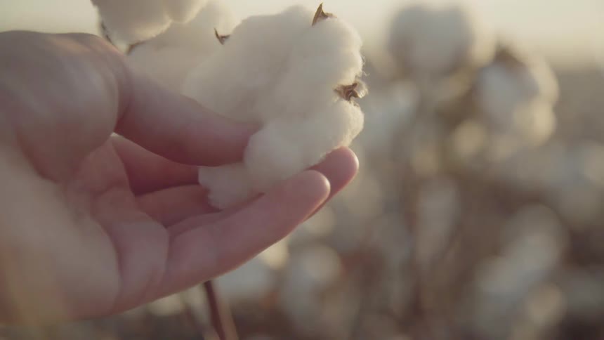 A hand is reaching out to touch cotton bolls blooming in a field in daylight