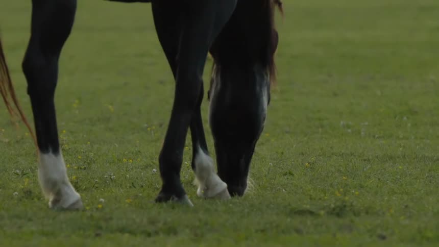 Horse grazes in a field