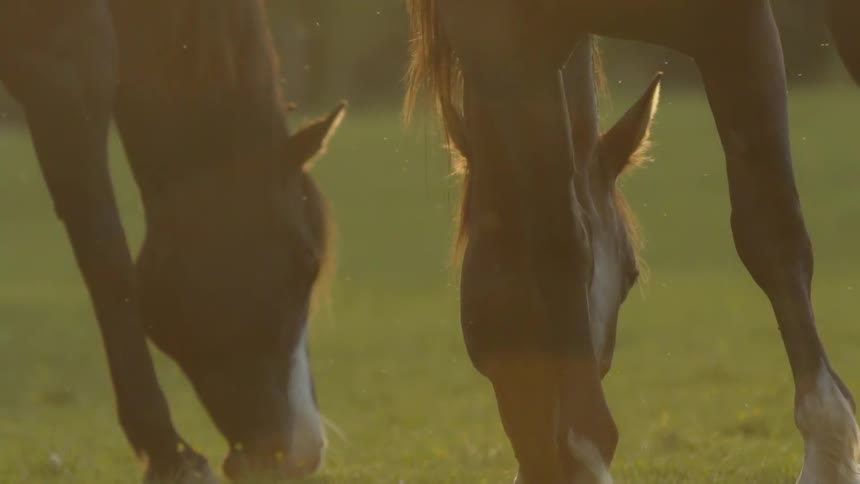 Horses graze in a field at sunset