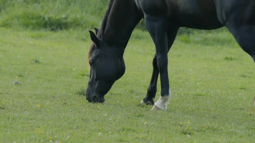 A horse grazes on short grass