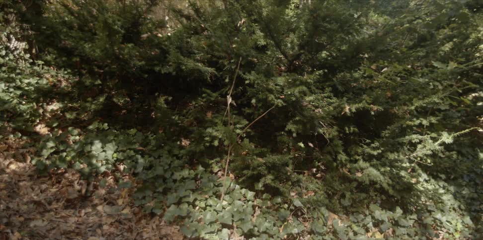 Ivy vines are growing on the ground in a park in daylight