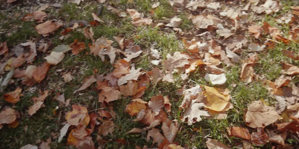 Autumn leaves on the grass