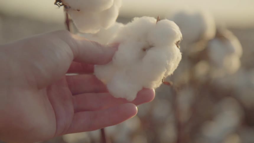 Fluffy white flowers being stroked by a thumb