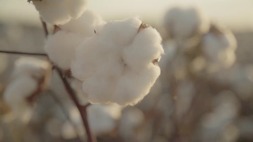 The branches of a ripe cotton plant