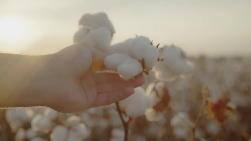 A person is examining a cotton crop