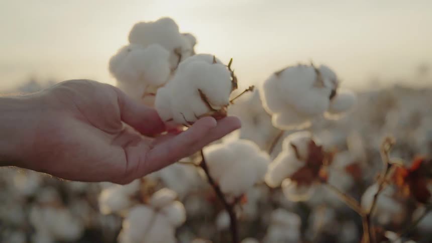 A person reaches out and touches a cotton plant