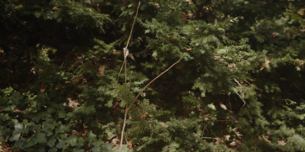 Leaves and pine needles mixed together outside
