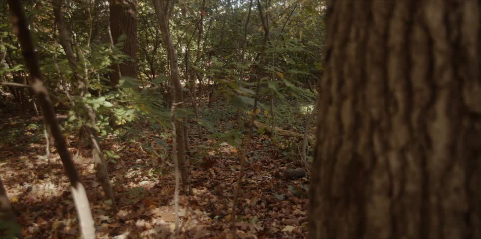 Forest of trees sits undisturbed
