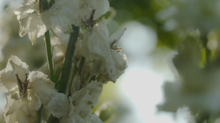 Sun shines off a bunch of white flowers
