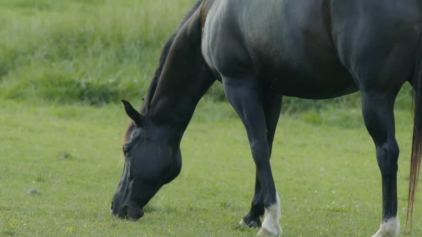 A horse grazes on grass