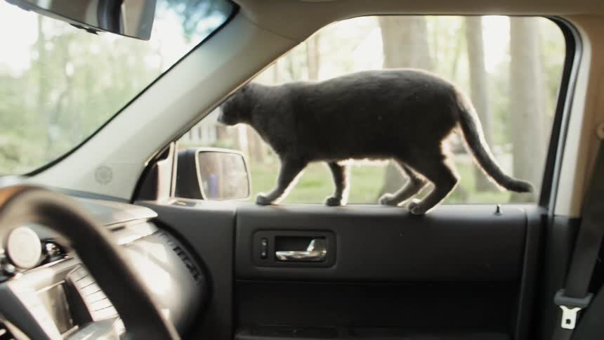 Cat walks in the interior of a car
