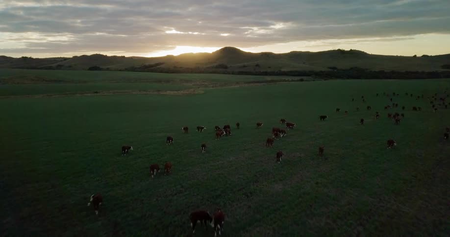 The green fields are covered with grazing animals at sunset