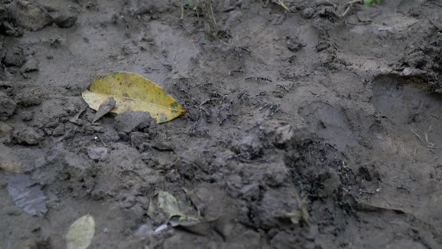 Ants are crawling around in the dirt