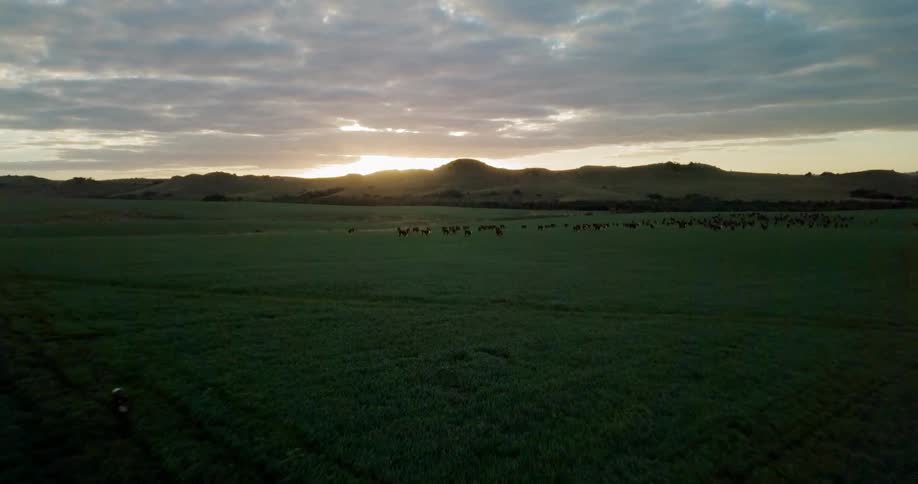 People ride horses on a field near a herd