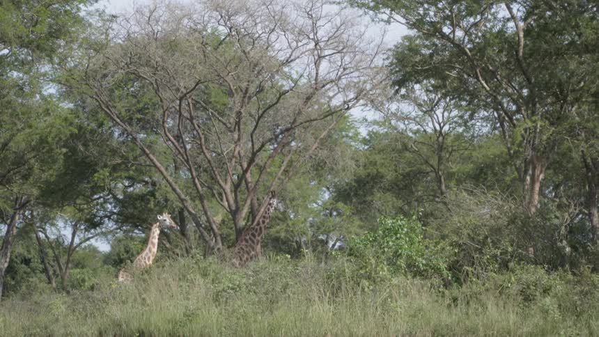 Giraffes are standing in wooded area in nature