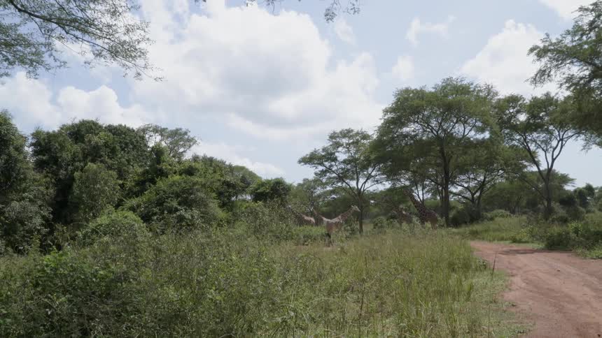 Giraffes walk in the savanna