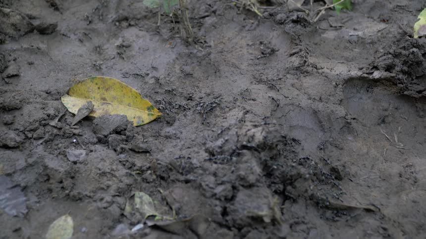 Ants crawl over dirt and mud