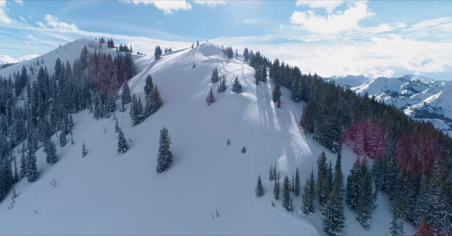 Trees sit on a snowy mountain under a blue sky