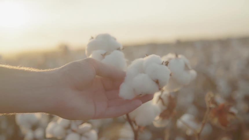 A person touches and feels a cotton plant in a field